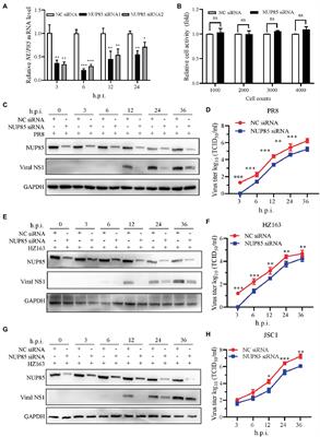 Nucleoporin 85 interacts with influenza A virus PB1 and PB2 to promote its replication by facilitating nuclear import of ribonucleoprotein